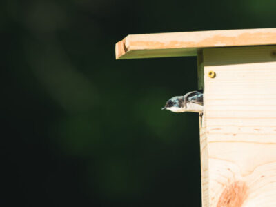 Découvrez les Oiseaux de nos Jardin : Vous Ne Regarderez Plus Jamais Votre Pelouse de la Même Façon