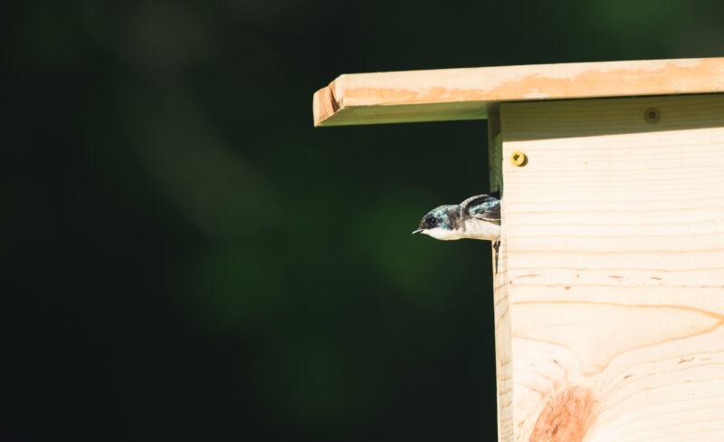 Lire la suite à propos de l’article Découvrez les Oiseaux de nos Jardin : Vous Ne Regarderez Plus Jamais Votre Pelouse de la Même Façon