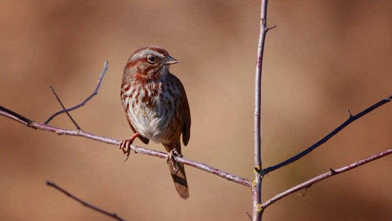 Lire la suite à propos de l’article Chants spécifiques des oiseaux : Découvrez les voix de nos jardins