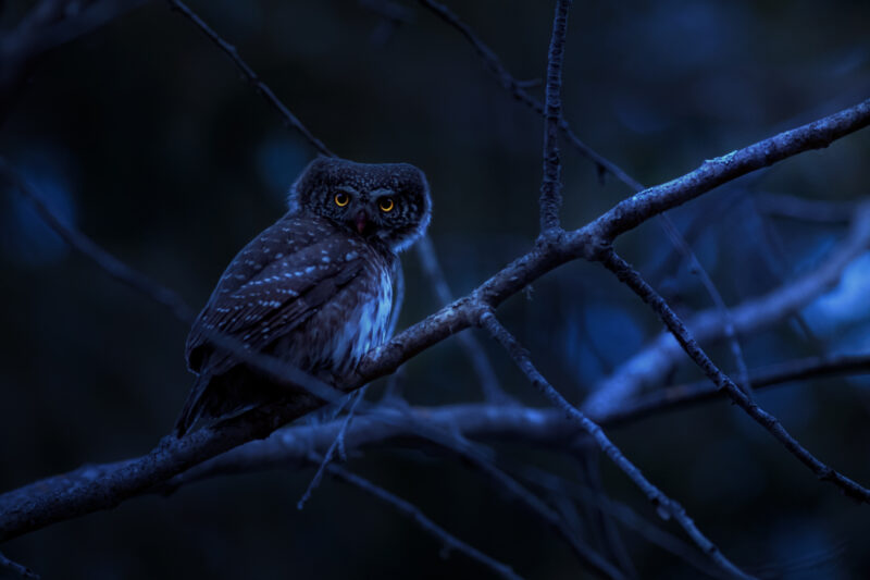 Lire la suite à propos de l’article Observation d’oiseaux nocturnes : Découvrez les visiteurs mystérieux de nos jardins