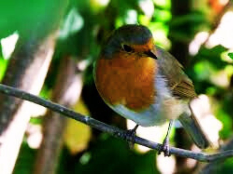 Attirer les oiseaux insectivores grâce à un compost bien pensé