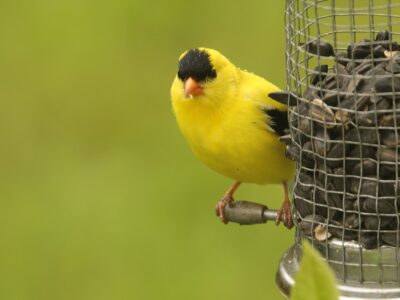 Collecter l’eau de pluie pour abreuver les oiseaux