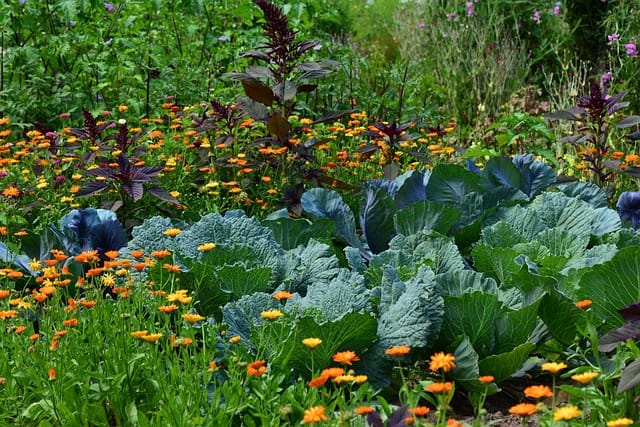 Comment démarrer facilement un potager en permaculture ?